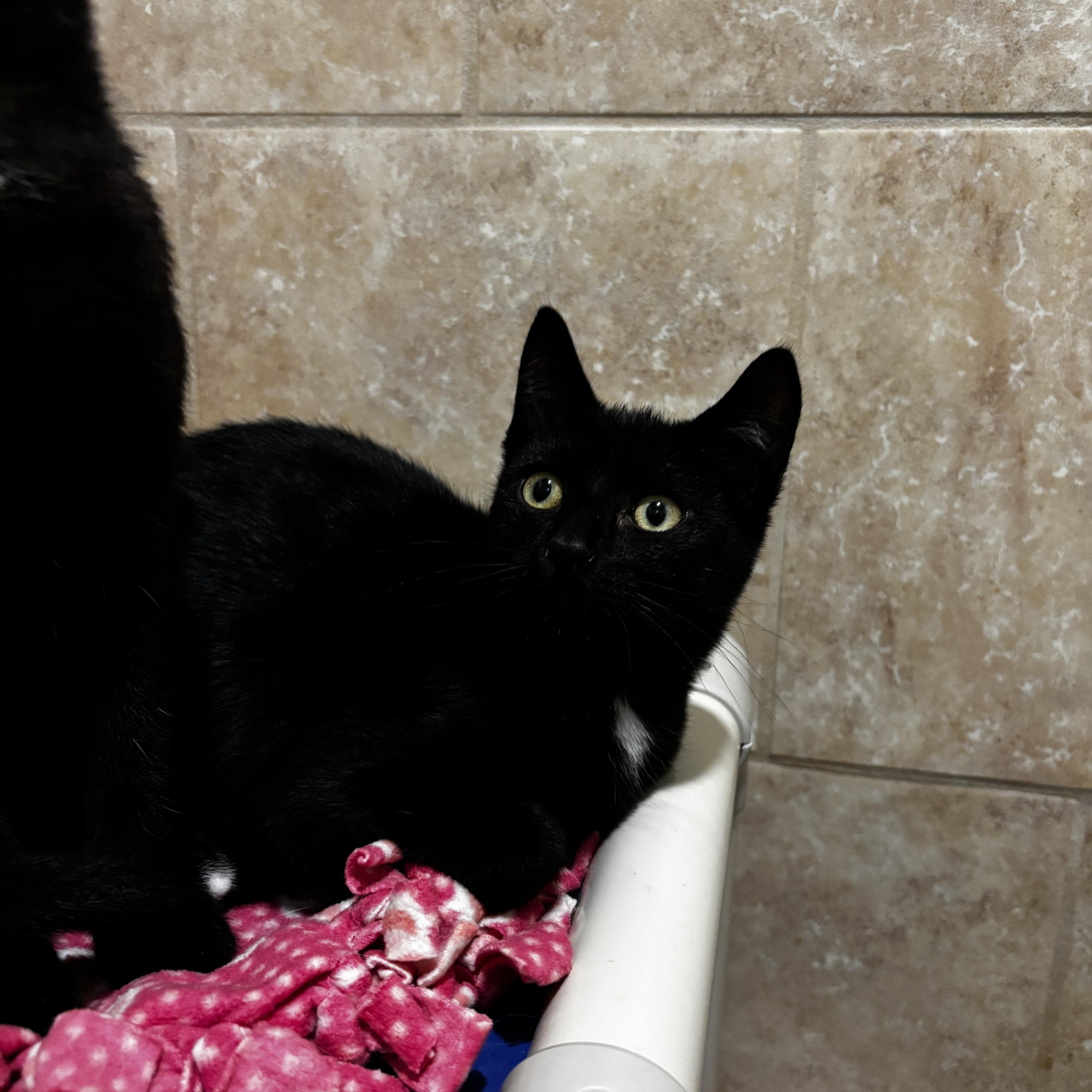 Enlarge Clara, an adopted Domestic Short Hair in Rochester, NY image 4/6