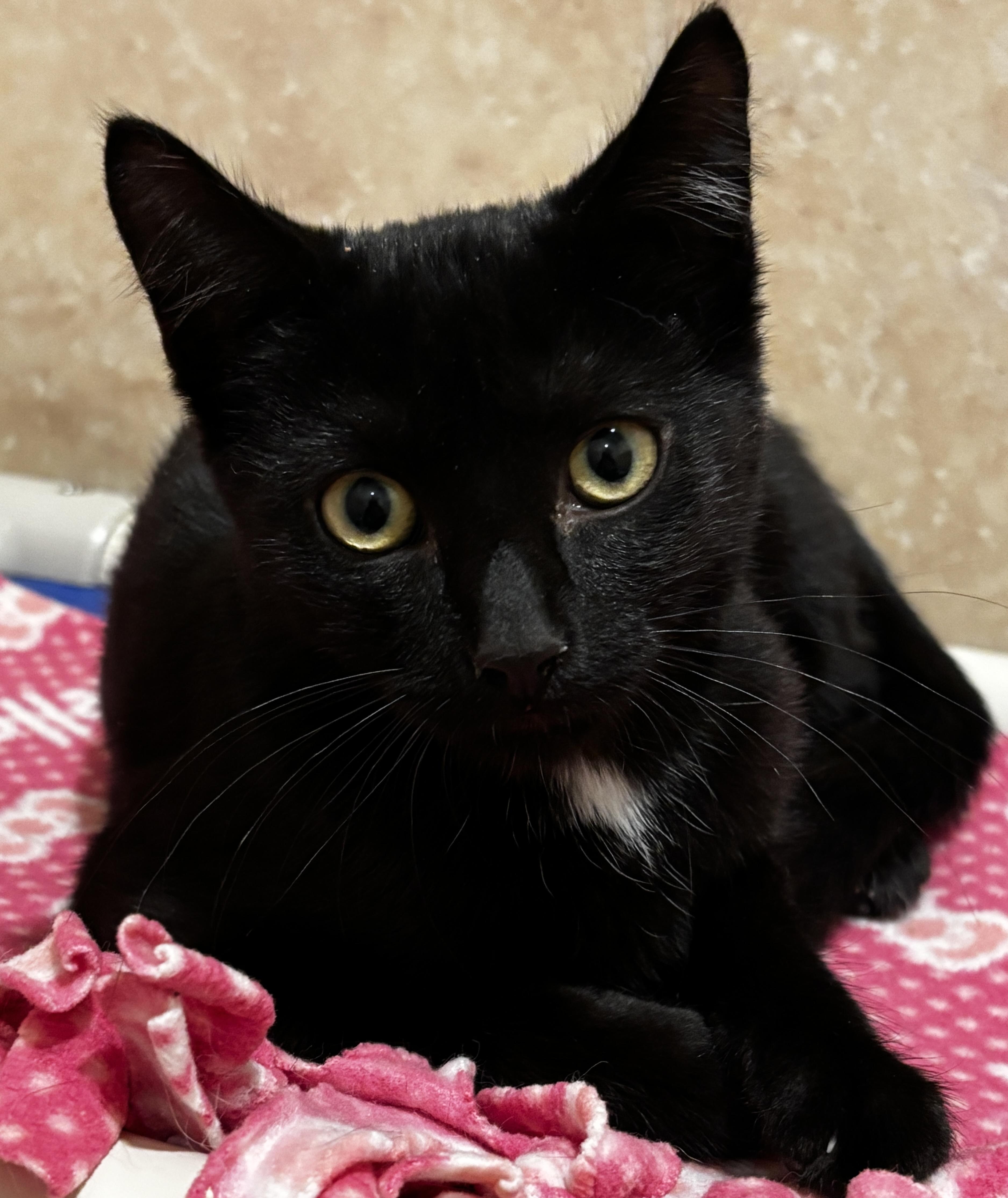 Enlarge Clara, an adopted Domestic Short Hair in Rochester, NY image 1/6