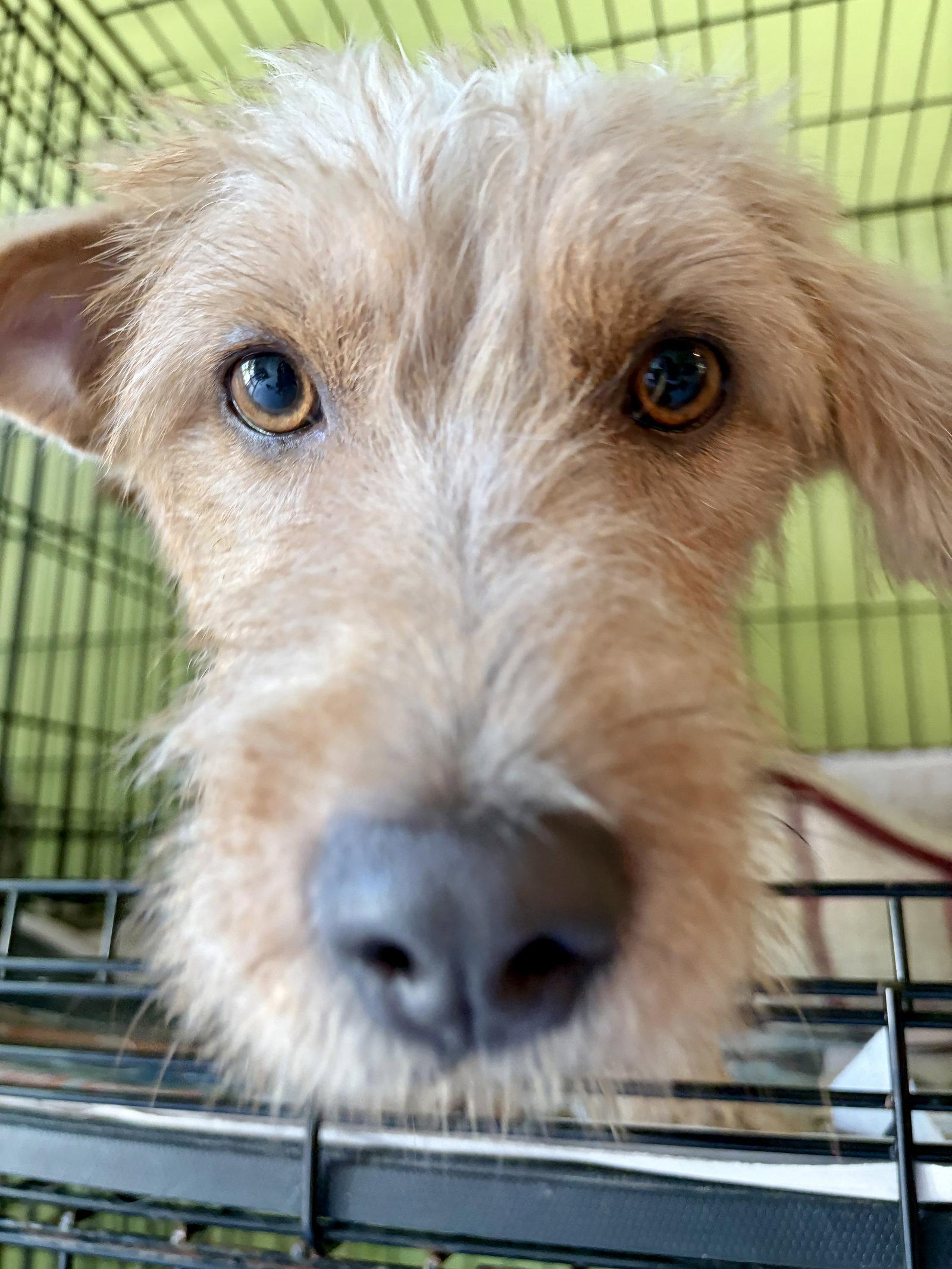 Enlarge Dulce, a Adoptable Wire Fox Terrier in Washington, DC image 1/3