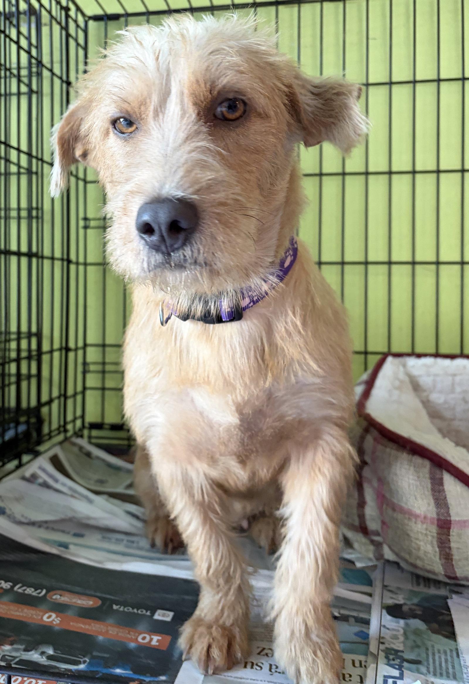 Enlarge Dulce, a Adoptable Wire Fox Terrier in Washington, DC image 2/3