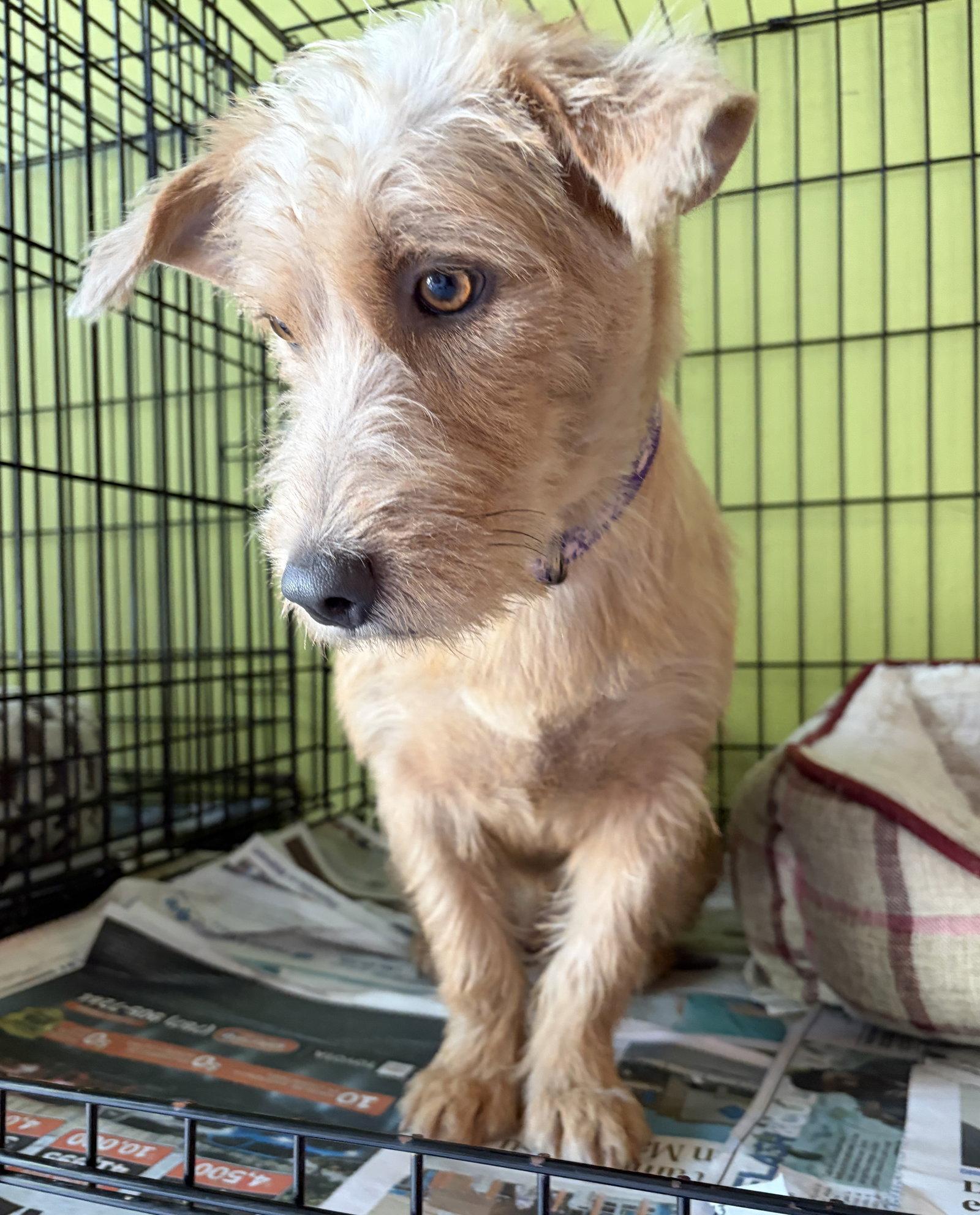 Enlarge Dulce, a Adoptable Wire Fox Terrier in Washington, DC image 3/3