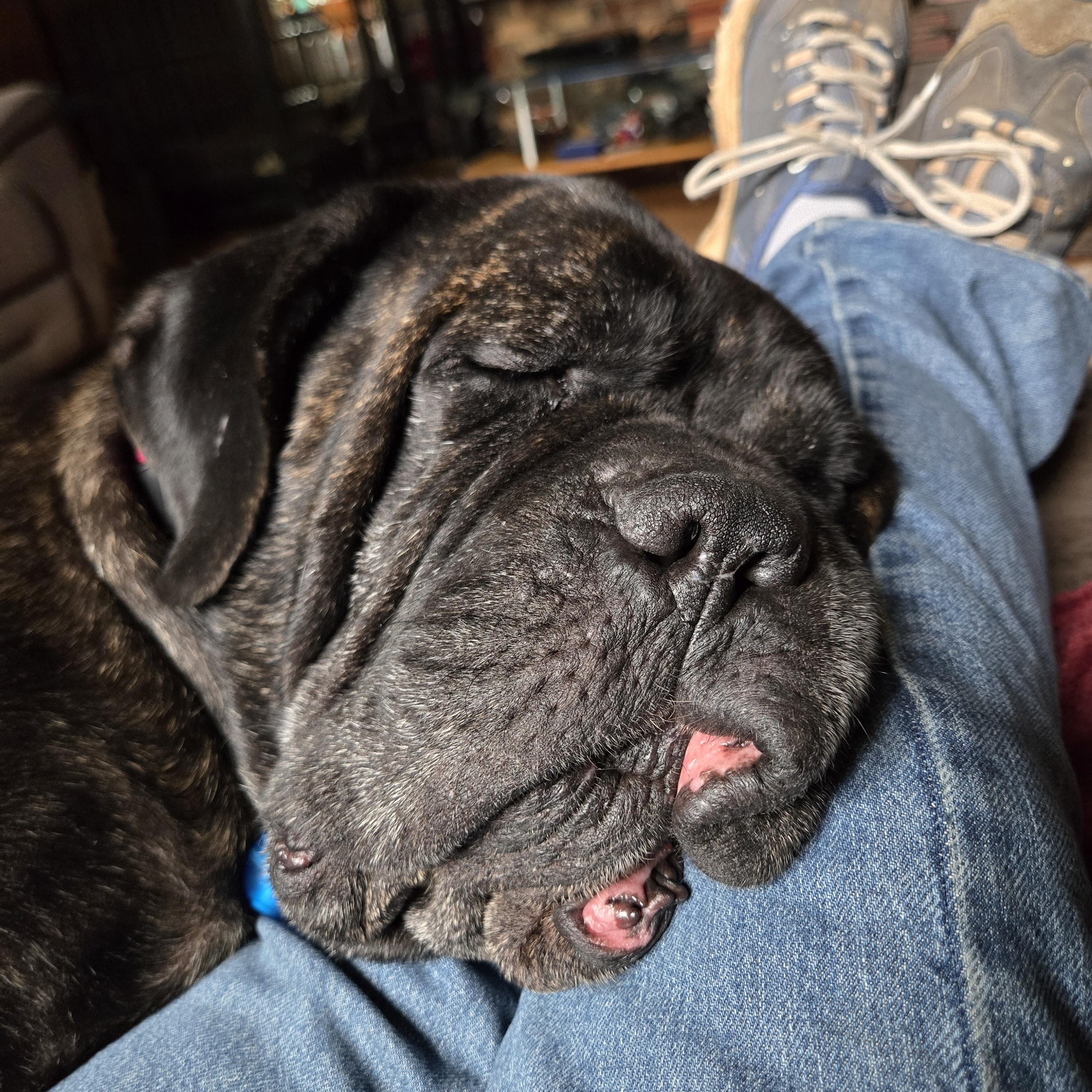 Enlarge Maggie Mae - Va, a ADOPTABLE Bullmastiff in Luray, VA image 2/6