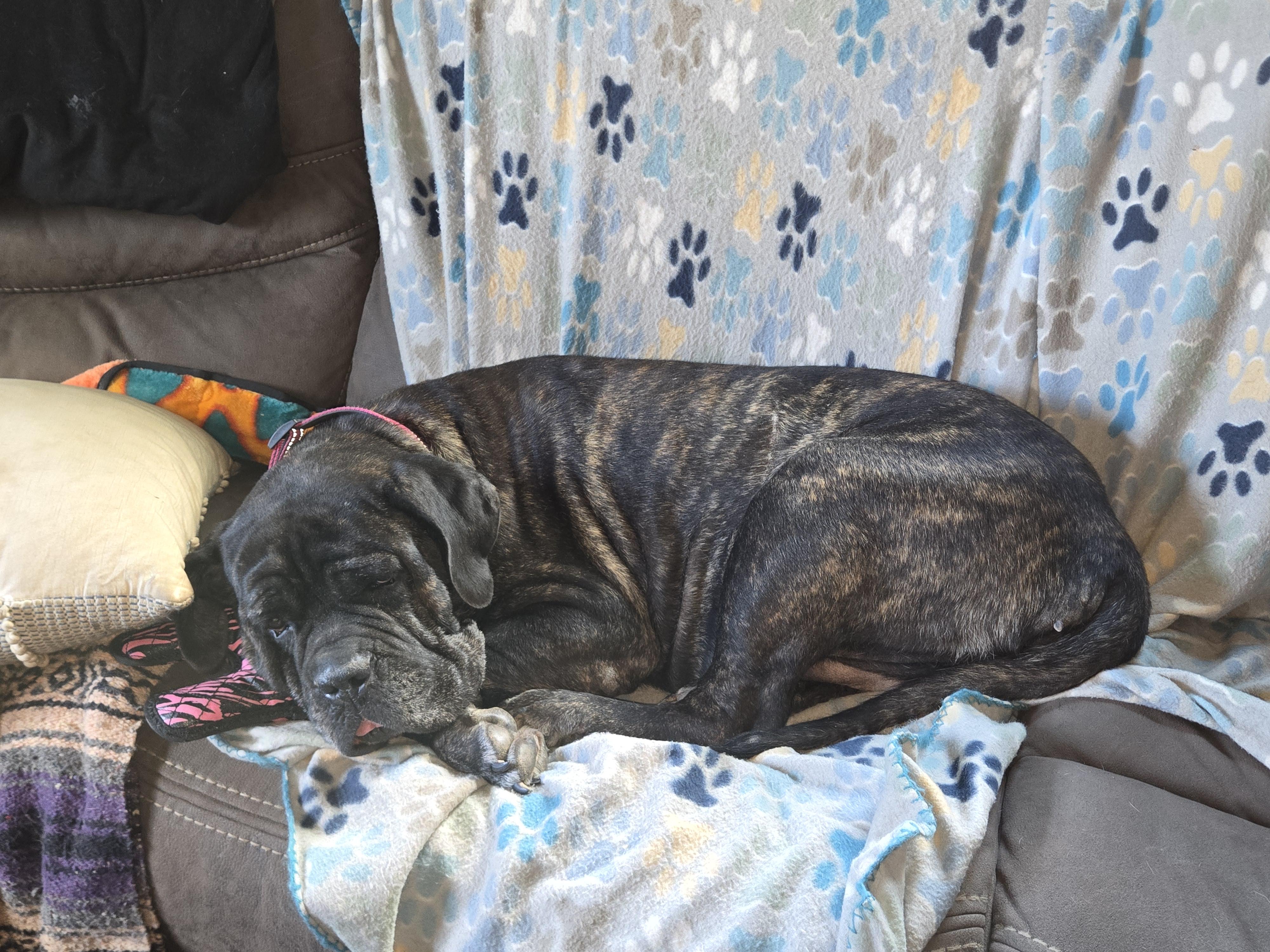 Enlarge Maggie Mae - Va, a ADOPTABLE Bullmastiff in Luray, VA image 3/6