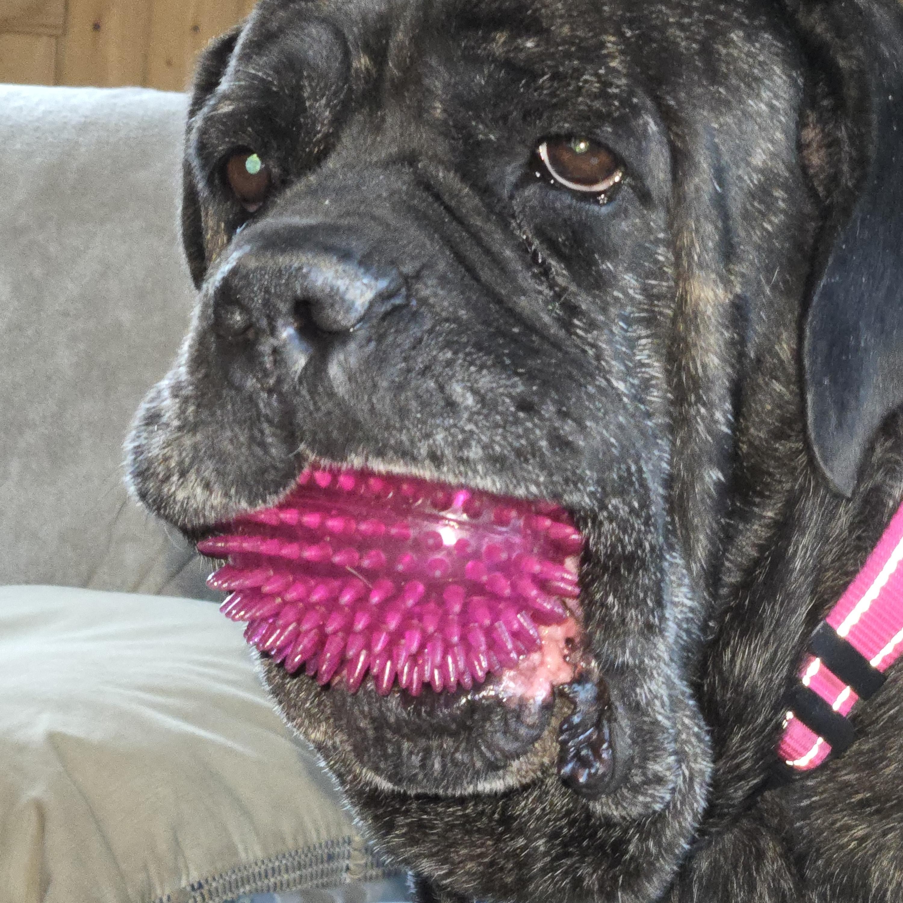 Enlarge Maggie Mae - Va, a ADOPTABLE Bullmastiff in Luray, VA image 4/6