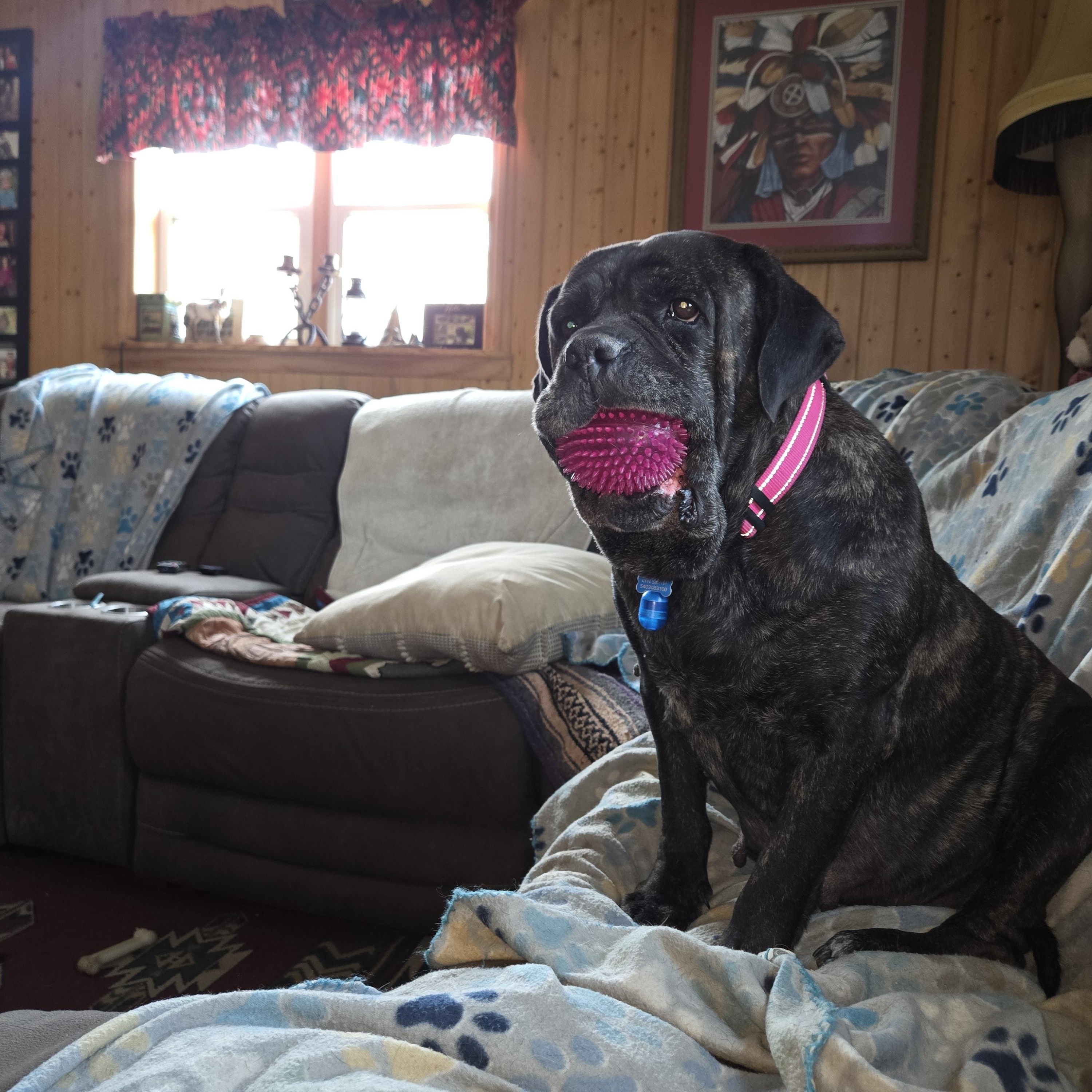 Enlarge Maggie Mae - Va, a ADOPTABLE Bullmastiff in Luray, VA image 1/6