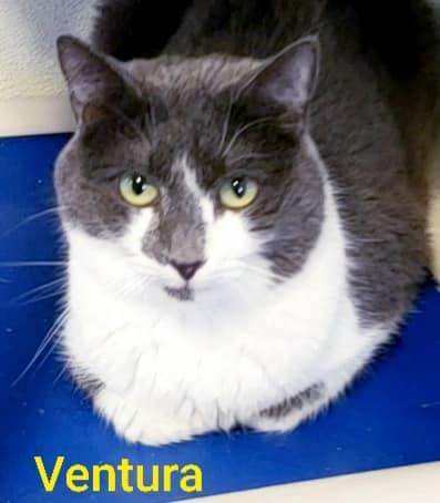Ventura, a Adoptable Domestic Short Hair in Macon, GA image 1/12