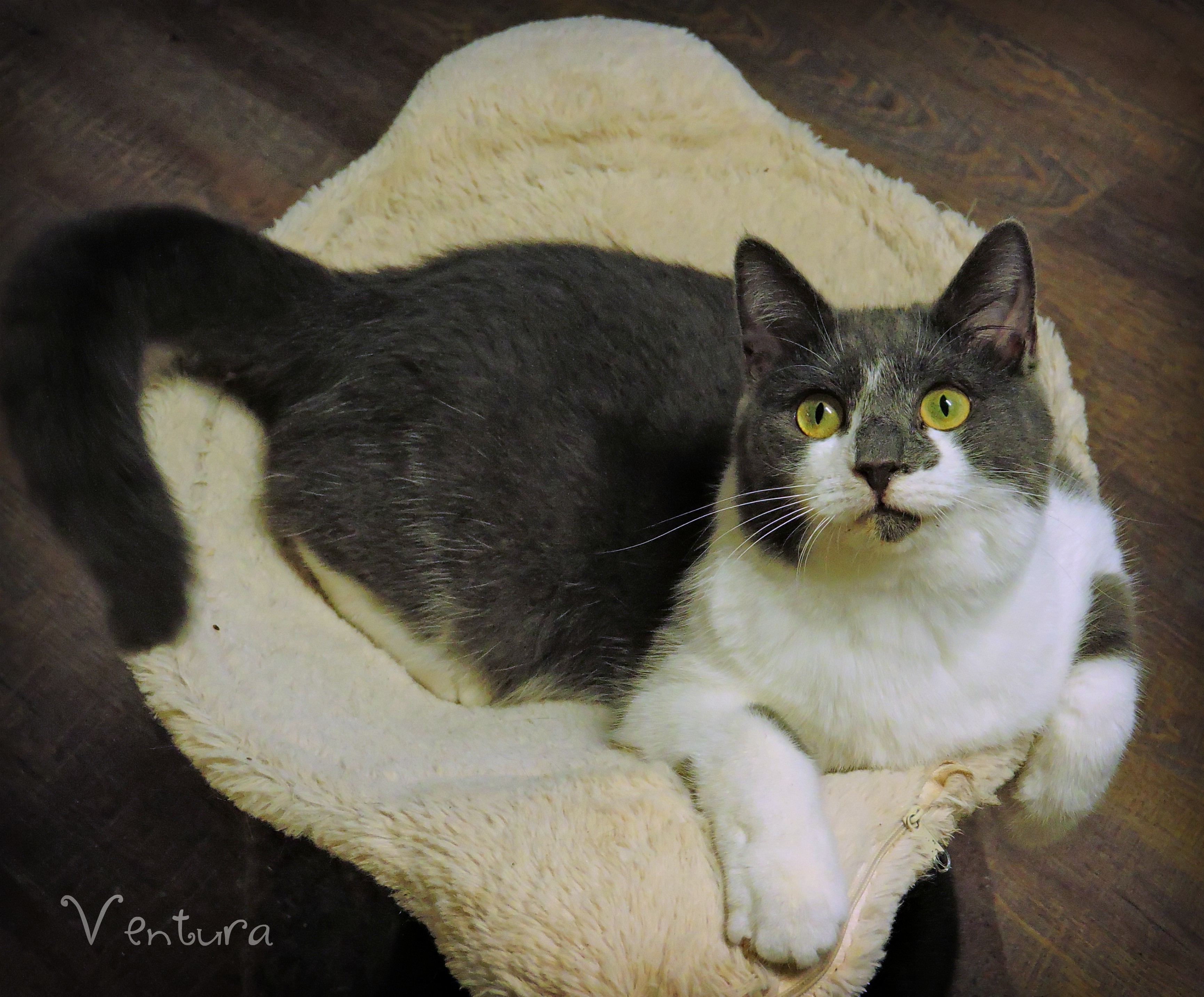 Ventura, a Adoptable Domestic Short Hair in Macon, GA image 3/12