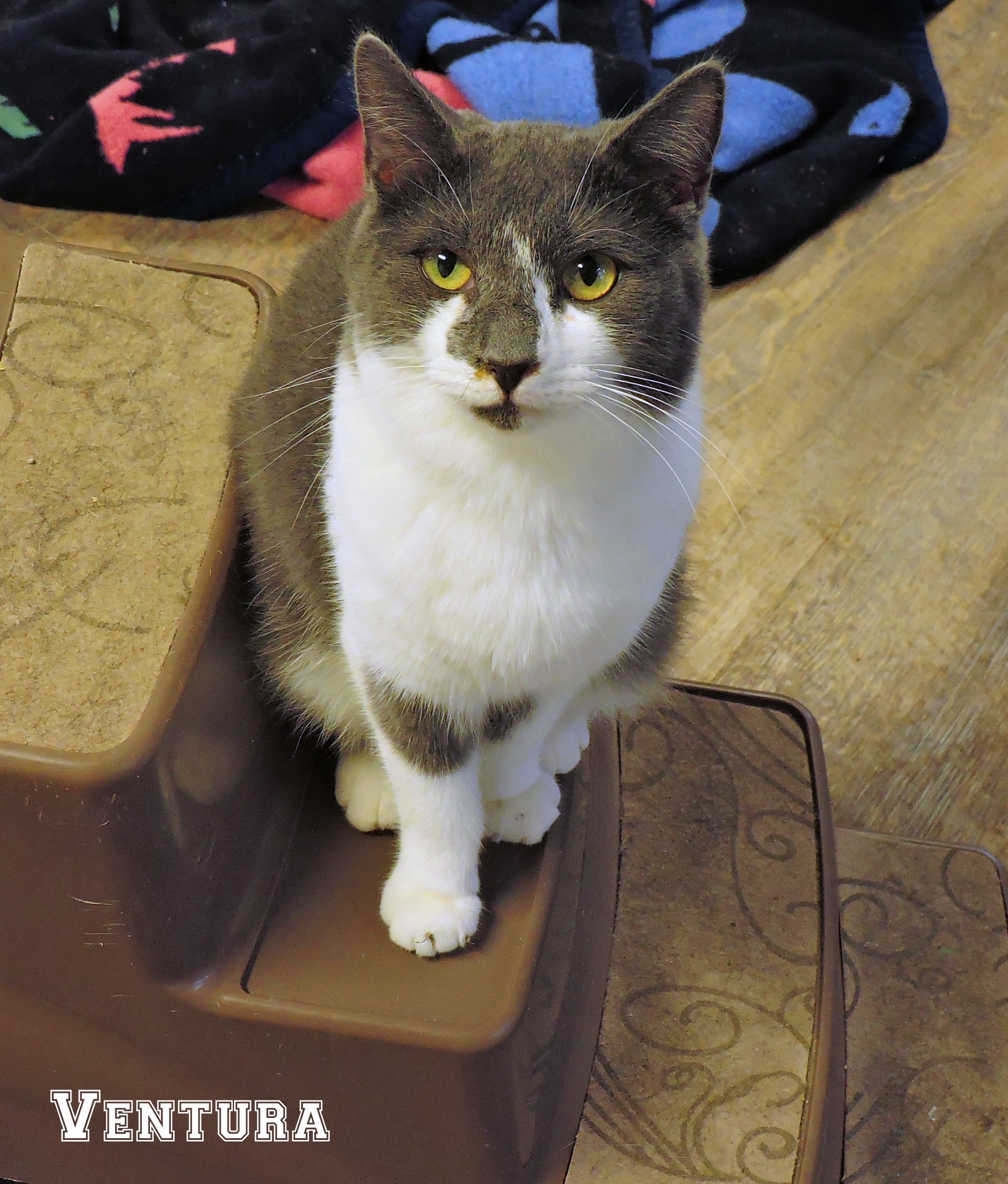 Ventura, a Adoptable Domestic Short Hair in Macon, GA image 5/12