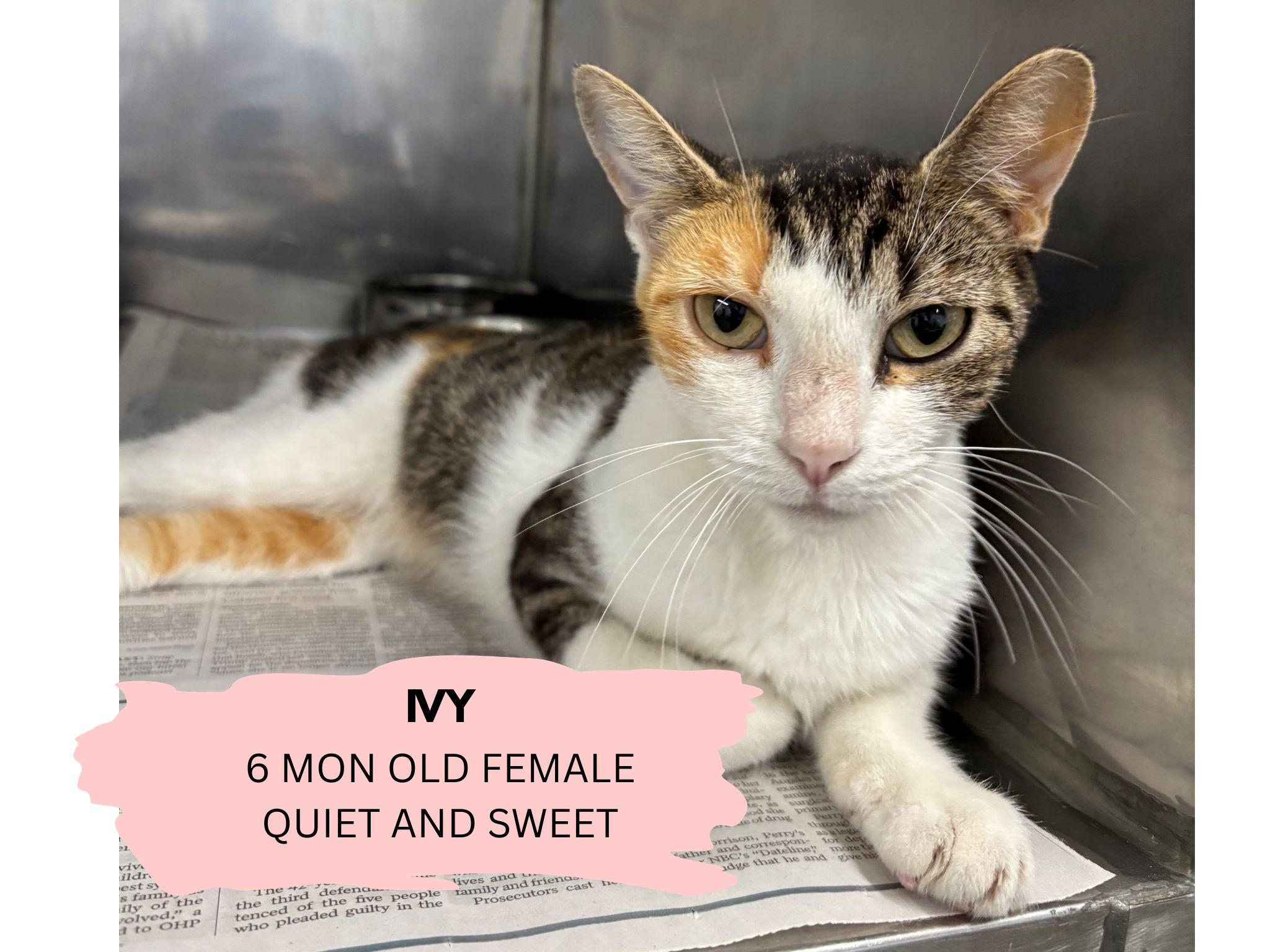 Enlarge IVY, a Adoptable Calico in Claremore, OK image 1/1