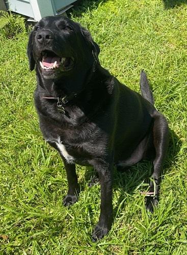 Enlarge Remy 12, an adopted mixed breed in Killingworth, CT image 5/6