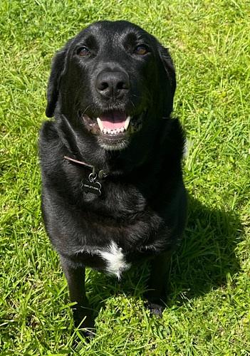 Enlarge Remy 12, an adopted mixed breed in Killingworth, CT image 1/6