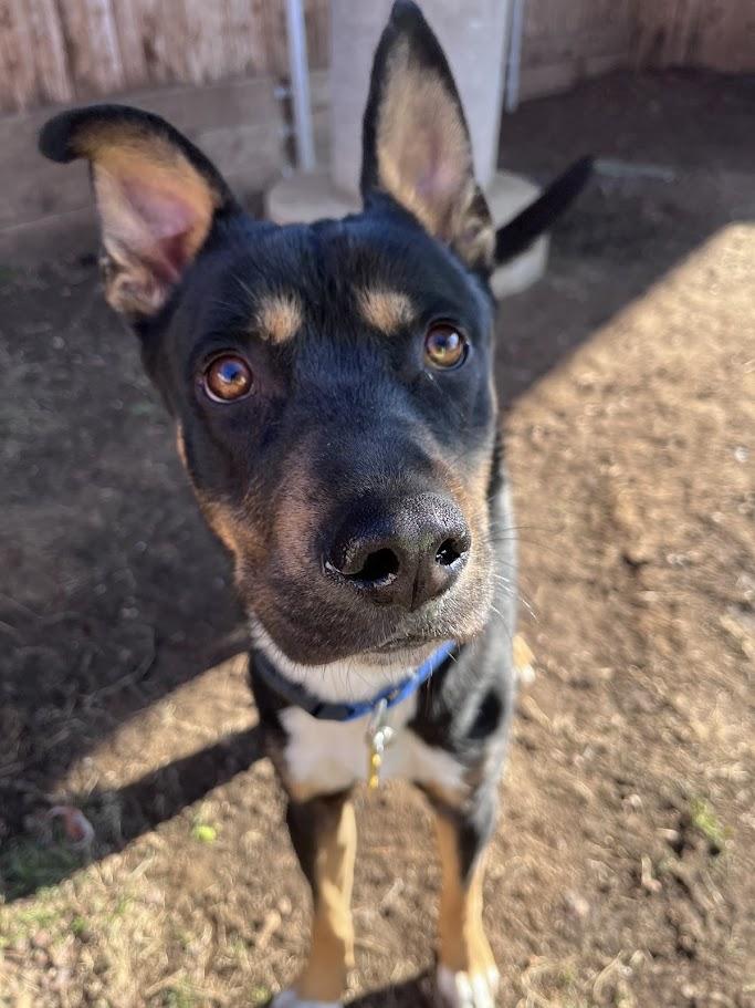 Cowboy A thumbnail 2