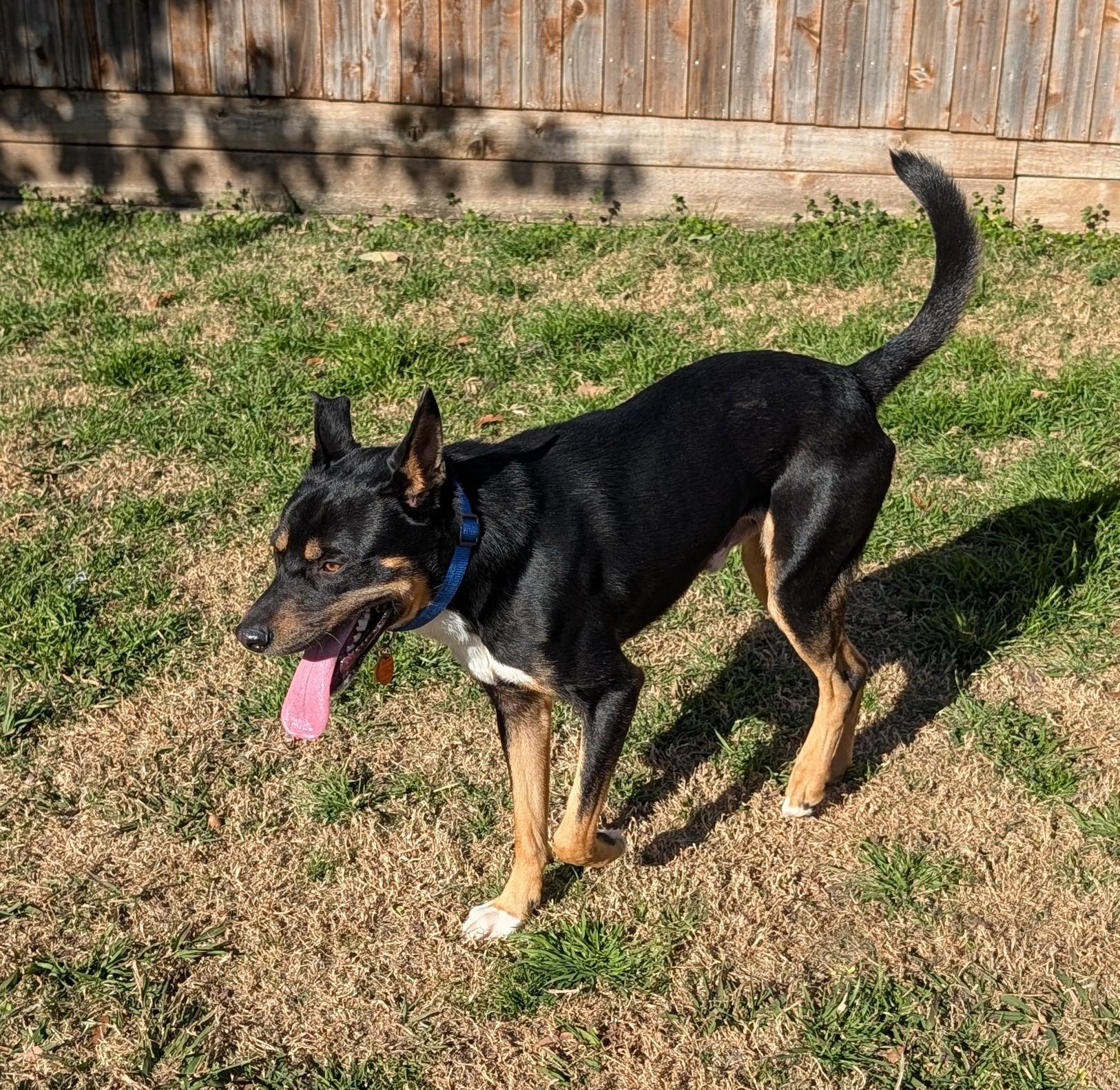 Cowboy A thumbnail 3