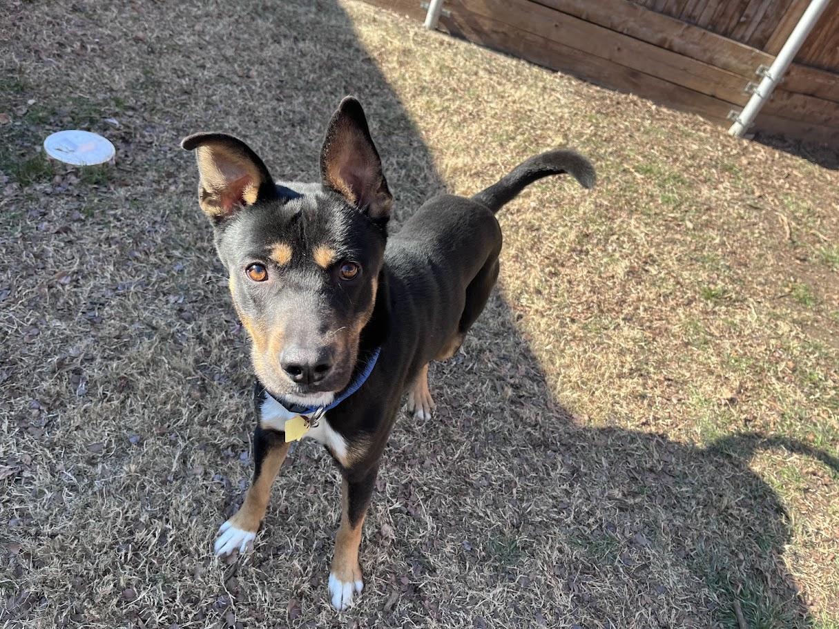 Cowboy A thumbnail 4