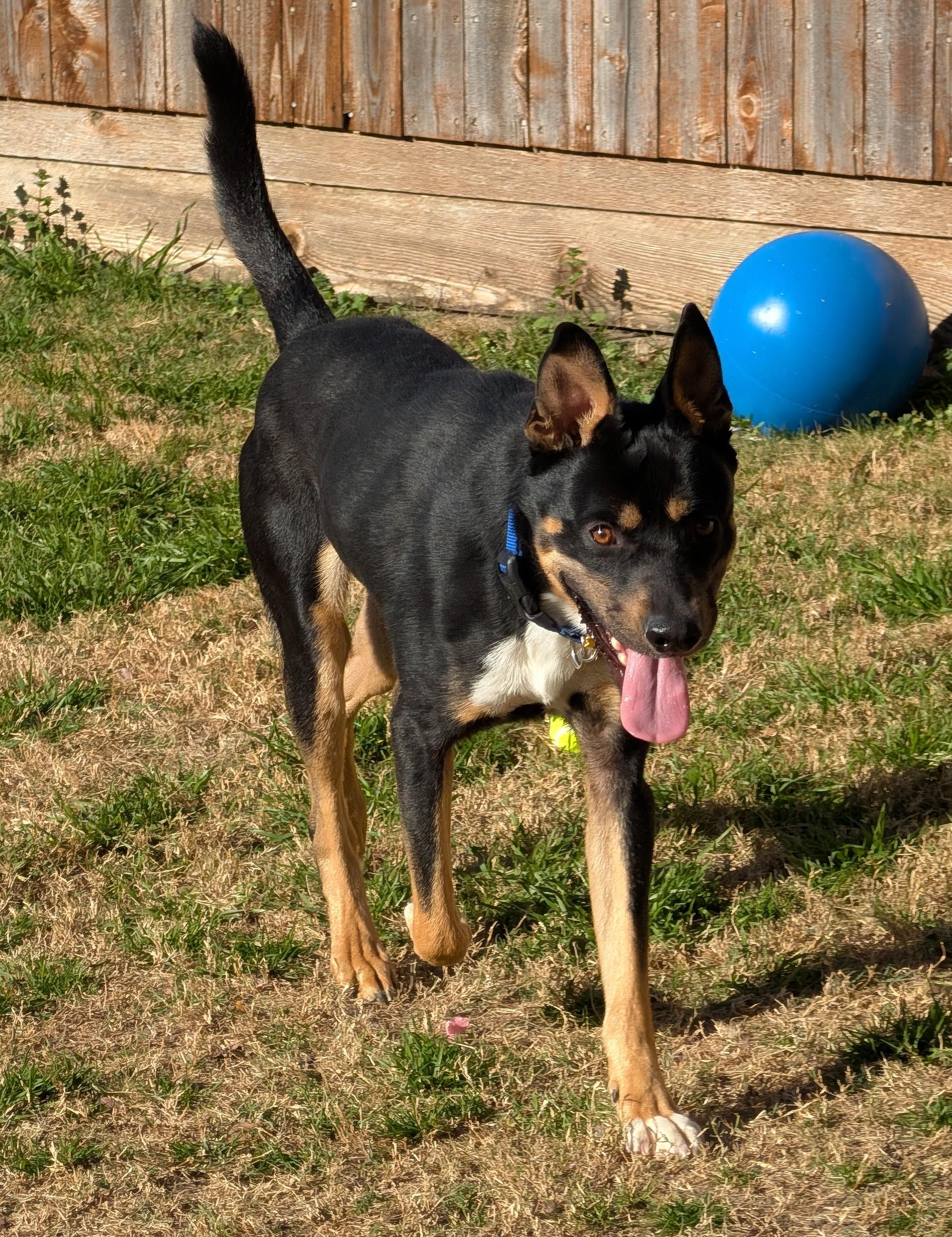 Cowboy A thumbnail 5