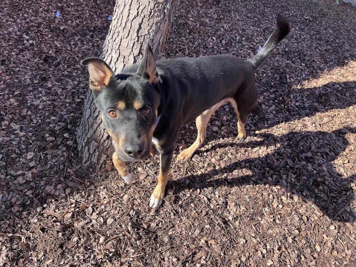 Cowboy A thumbnail 6