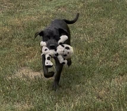 Enlarge Smokey, a Adoptable mixed breed in Hawkins, TX image 4/5