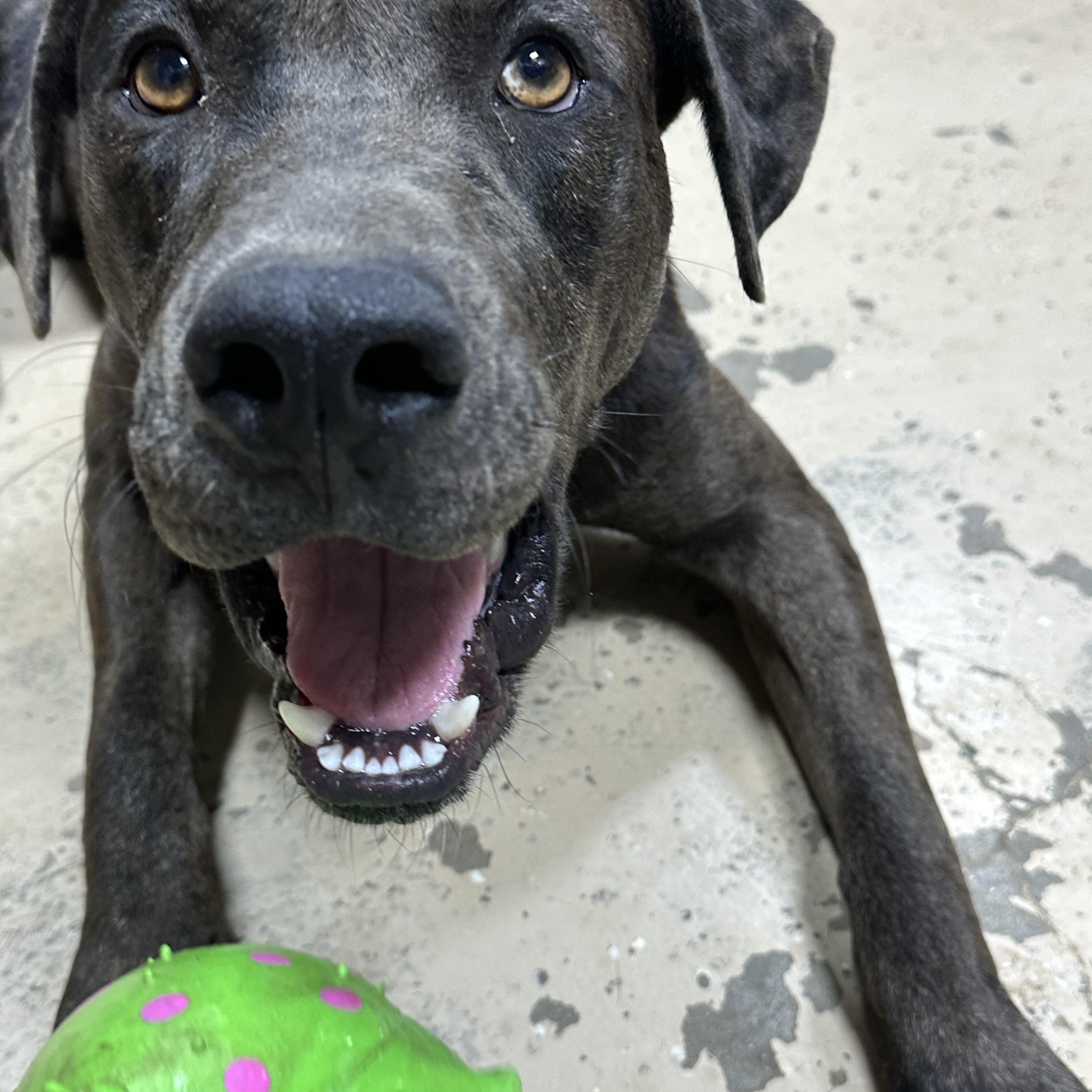 Enlarge Smokey, a Adoptable mixed breed in Hawkins, TX image 3/5
