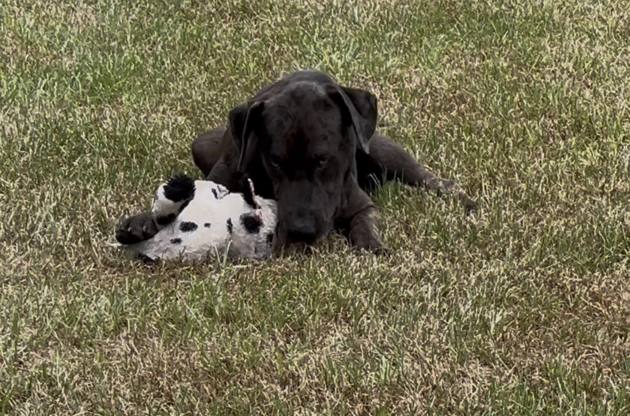 Enlarge Smokey, a Adoptable mixed breed in Hawkins, TX image 5/5