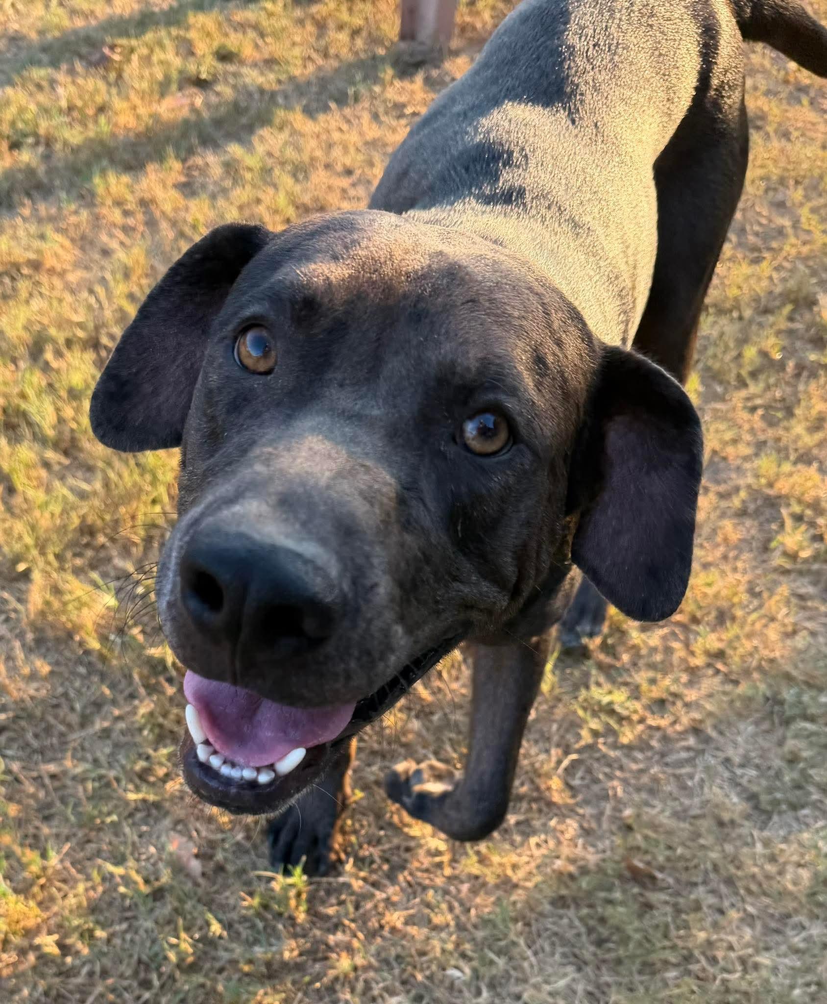 Enlarge Smokey, a Adoptable mixed breed in Hawkins, TX image 1/5
