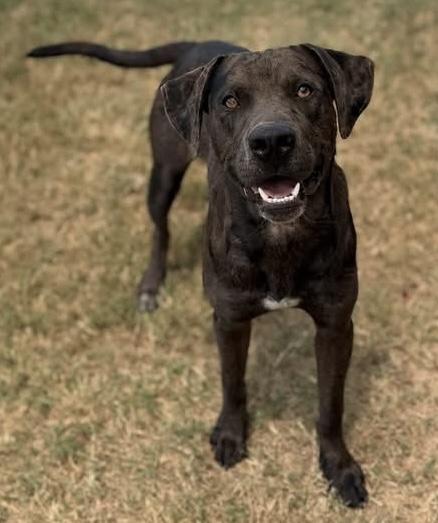 Enlarge Smokey, a Adoptable mixed breed in Hawkins, TX image 2/5