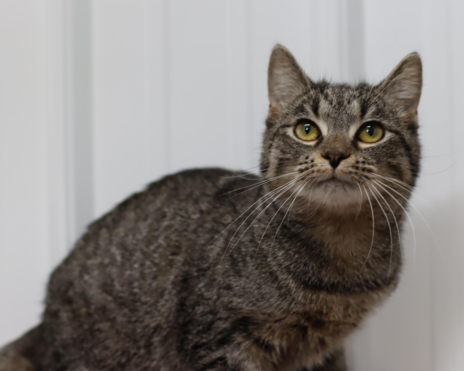 Runa, Adoptable, Young Female Domestic Short Hair.