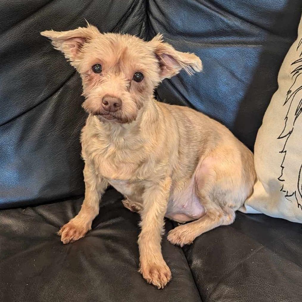 Cynthia, Adoptable, Senior Female Yorkshire Terrier.