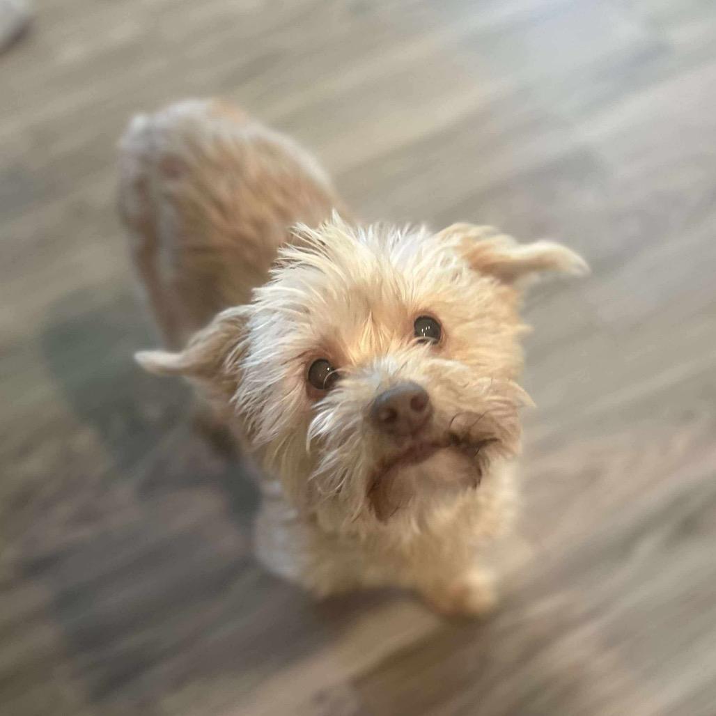 Cynthia, a Adoptable Yorkshire Terrier in Houston, TX image 2/6