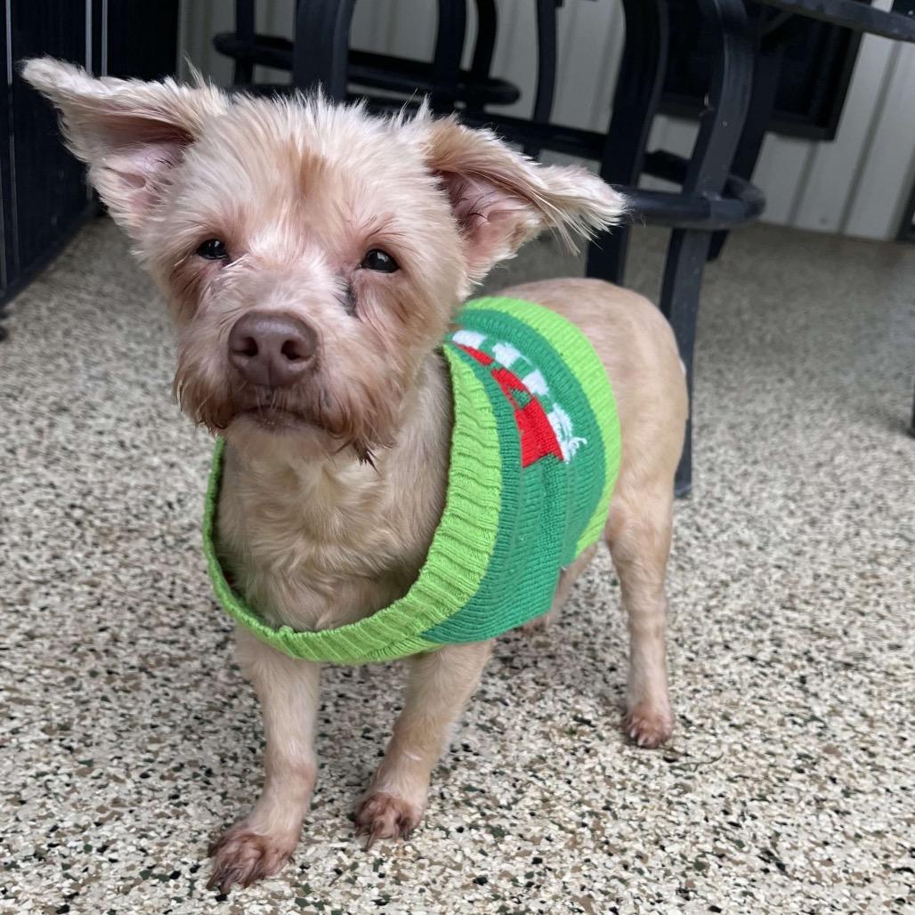 Cynthia, a Adoptable Yorkshire Terrier in Houston, TX image 3/6