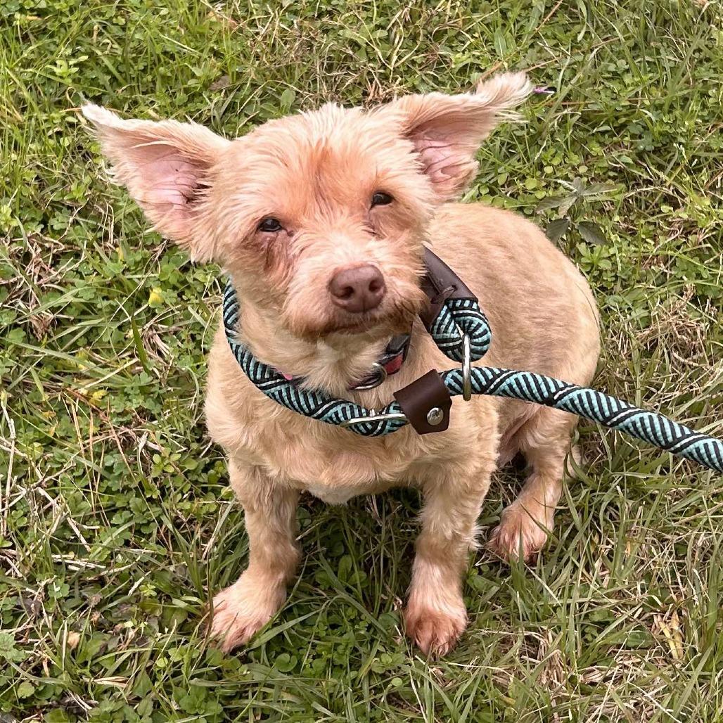 Cynthia, a Adoptable Yorkshire Terrier in Houston, TX image 4/6