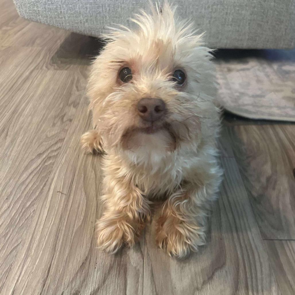 Cynthia, a Adoptable Yorkshire Terrier in Houston, TX image 5/6