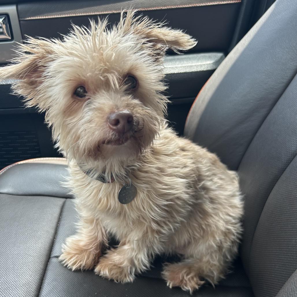 Cynthia, a Adoptable Yorkshire Terrier in Houston, TX image 6/6