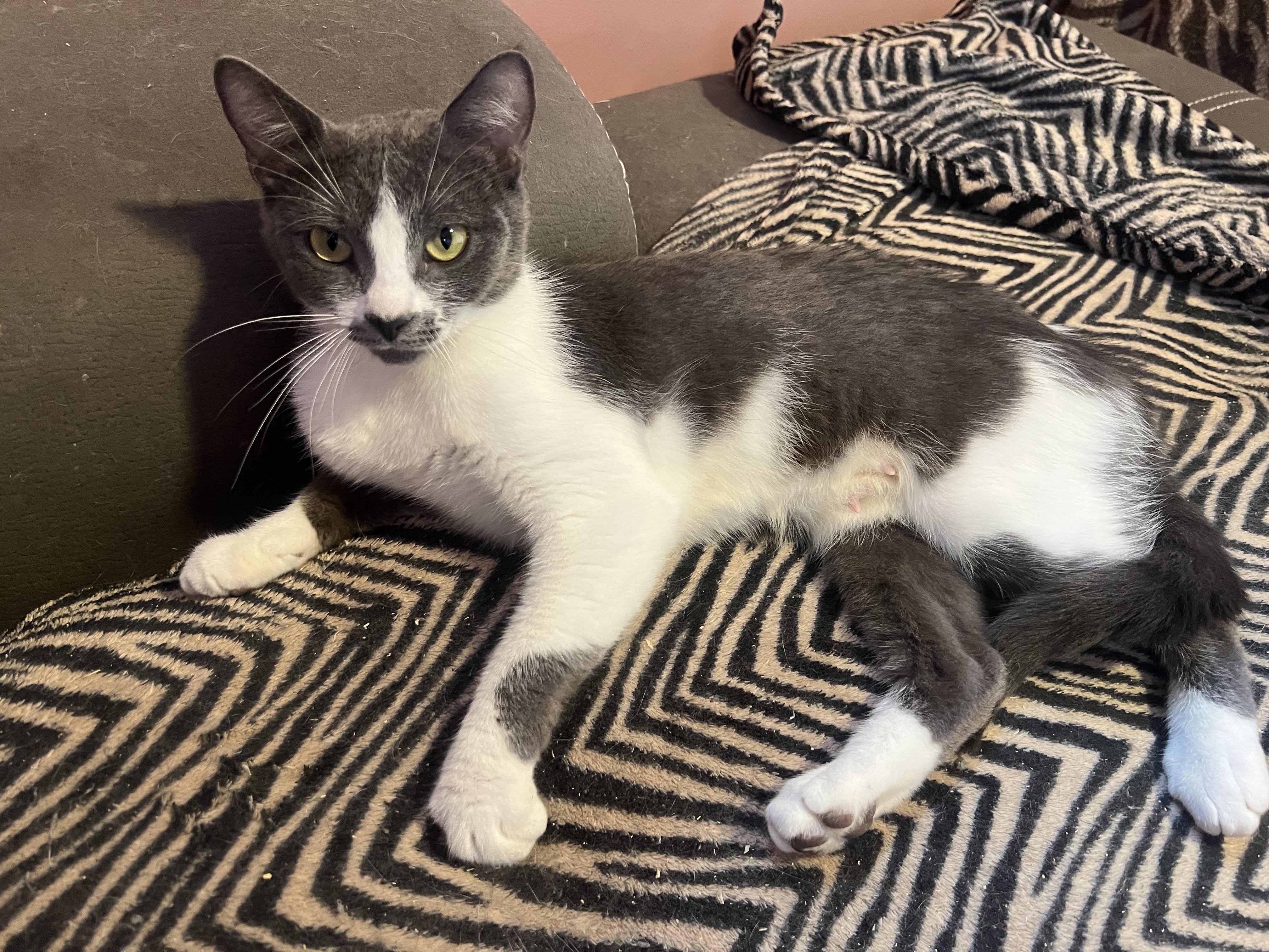 Cleopatra, Adoptable, Young Female Domestic Short Hair.