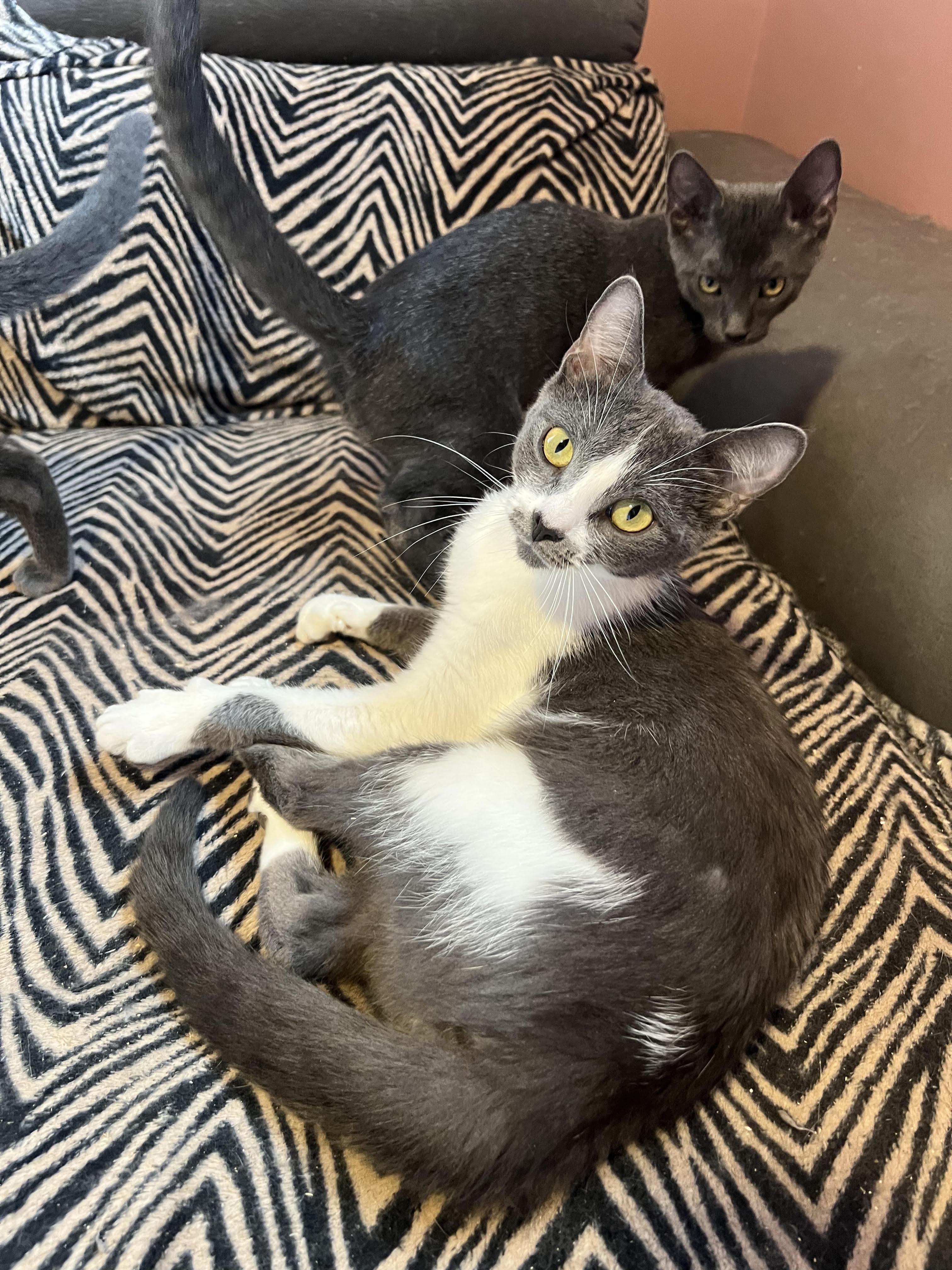 Enlarge Cleopatra, a Adoptable Domestic Short Hair in Buffalo, NY image 2/2