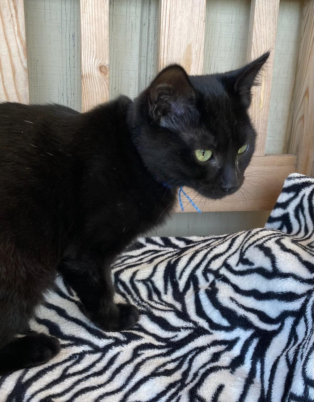 Enlarge Loulou, a ADOPTABLE mixed breed in Eureka, CA image 3/3