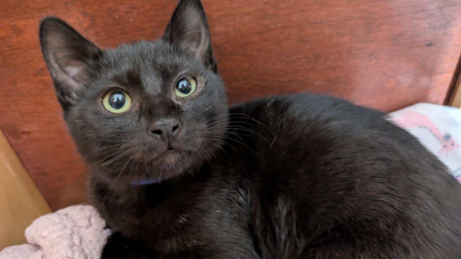 Loulou, ADOPTABLE, Kitten Female Domestic Short Hair.