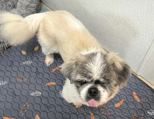 Party, Adoptable, Senior Female Pekingese.