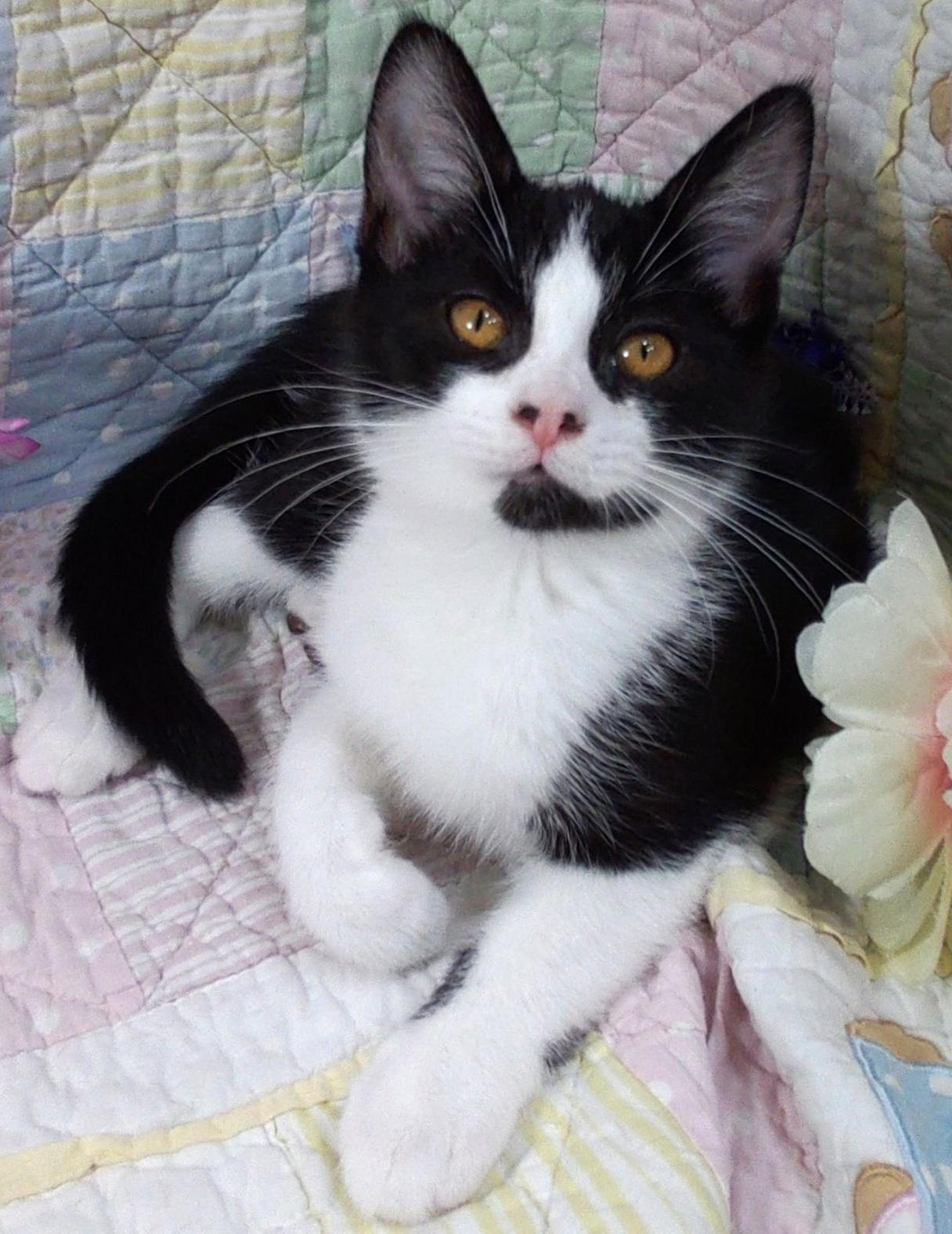 Panda, a ADOPTABLE Tuxedo in Hood RIver, OR image 2/2
