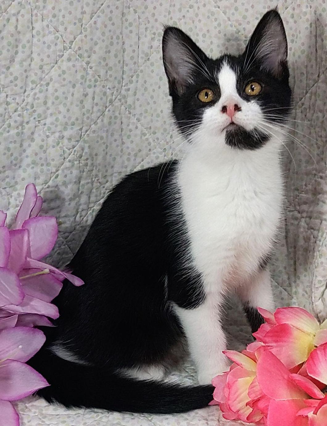 Panda, ADOPTABLE, Kitten Female Tuxedo.