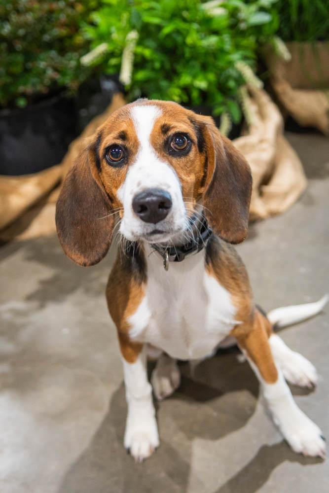 Randy Racoon, Adopted, Young Male Beagle.