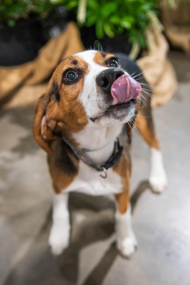 Enlarge Randy Racoon, a Adopted Beagle in TULSA, OK image 4/6
