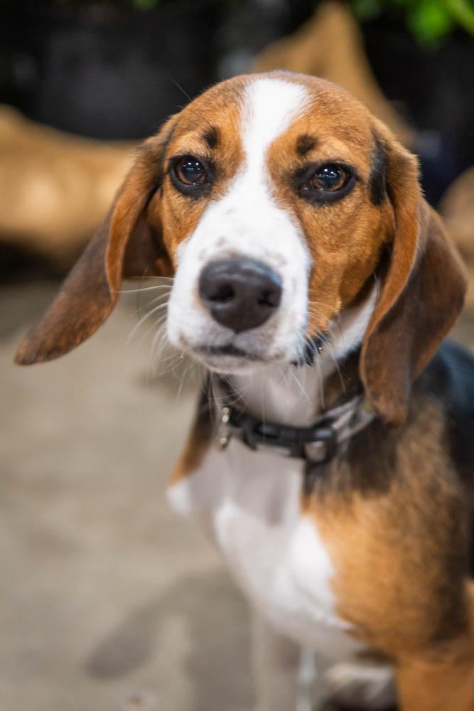 Enlarge Randy Racoon, a Adopted Beagle in TULSA, OK image 5/6