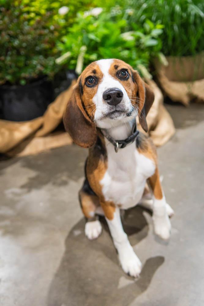 Enlarge Randy Racoon, a Adopted Beagle in TULSA, OK image 6/6