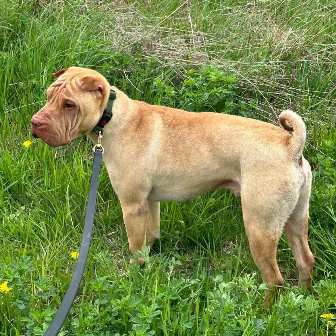 Enlarge Sanji, a ADOPTABLE Shar-Pei in Richmond Hill, ON image 1/2