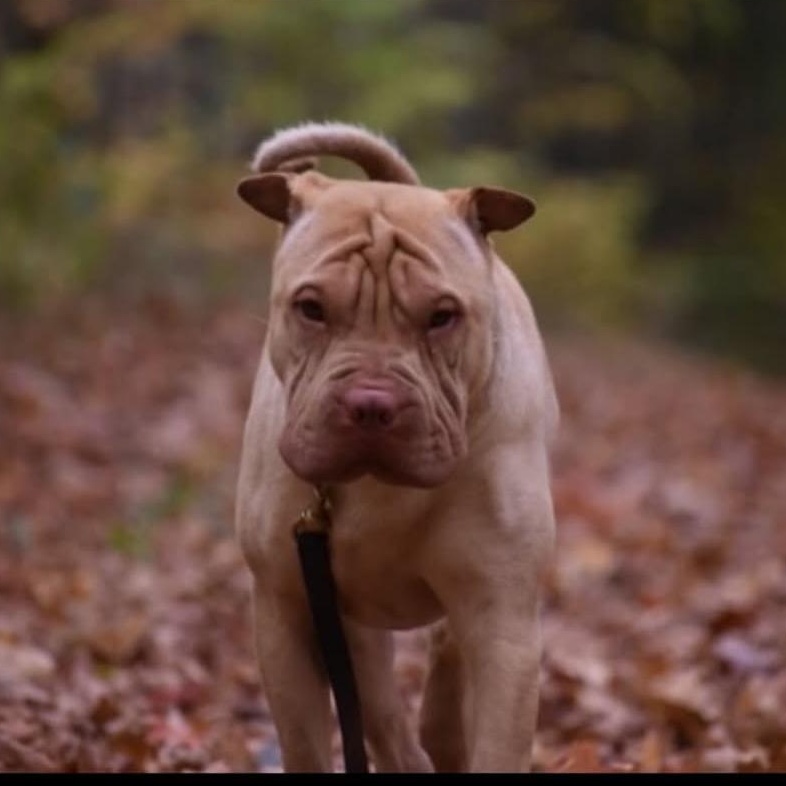 Enlarge Sanji, a ADOPTABLE Shar-Pei in Richmond Hill, ON image 2/2