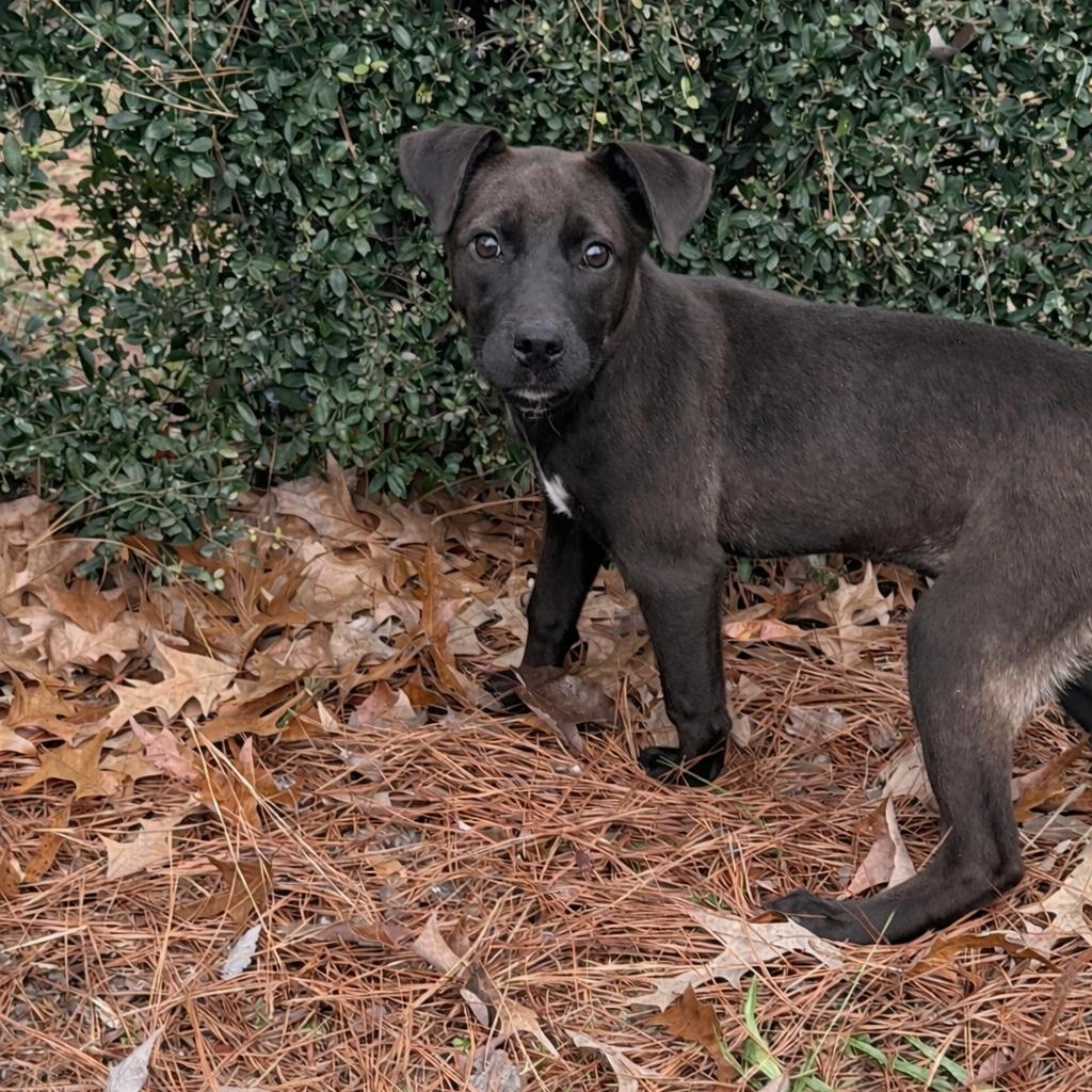Enlarge Poppy, a Adoptable mixed breed in Davenport, IA image 1/5