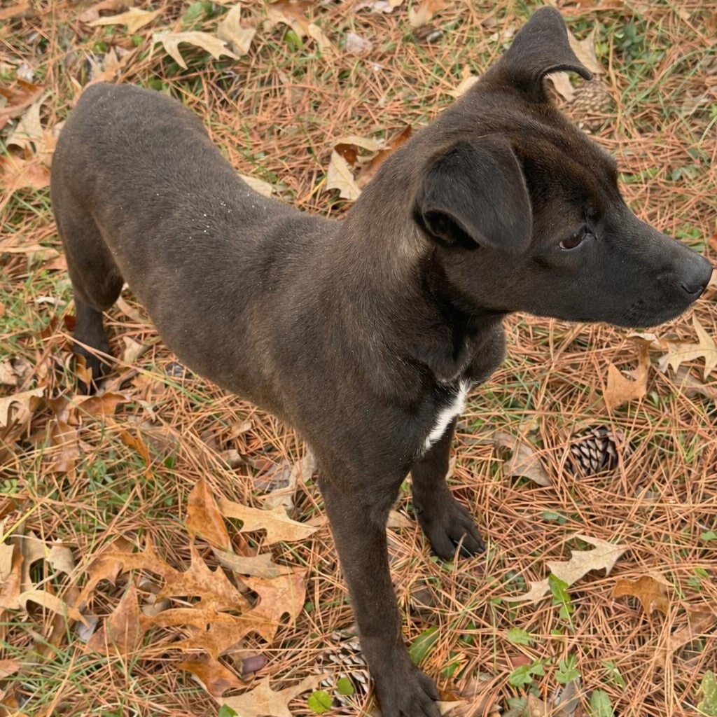 Enlarge Poppy, a Adoptable mixed breed in Davenport, IA image 5/5