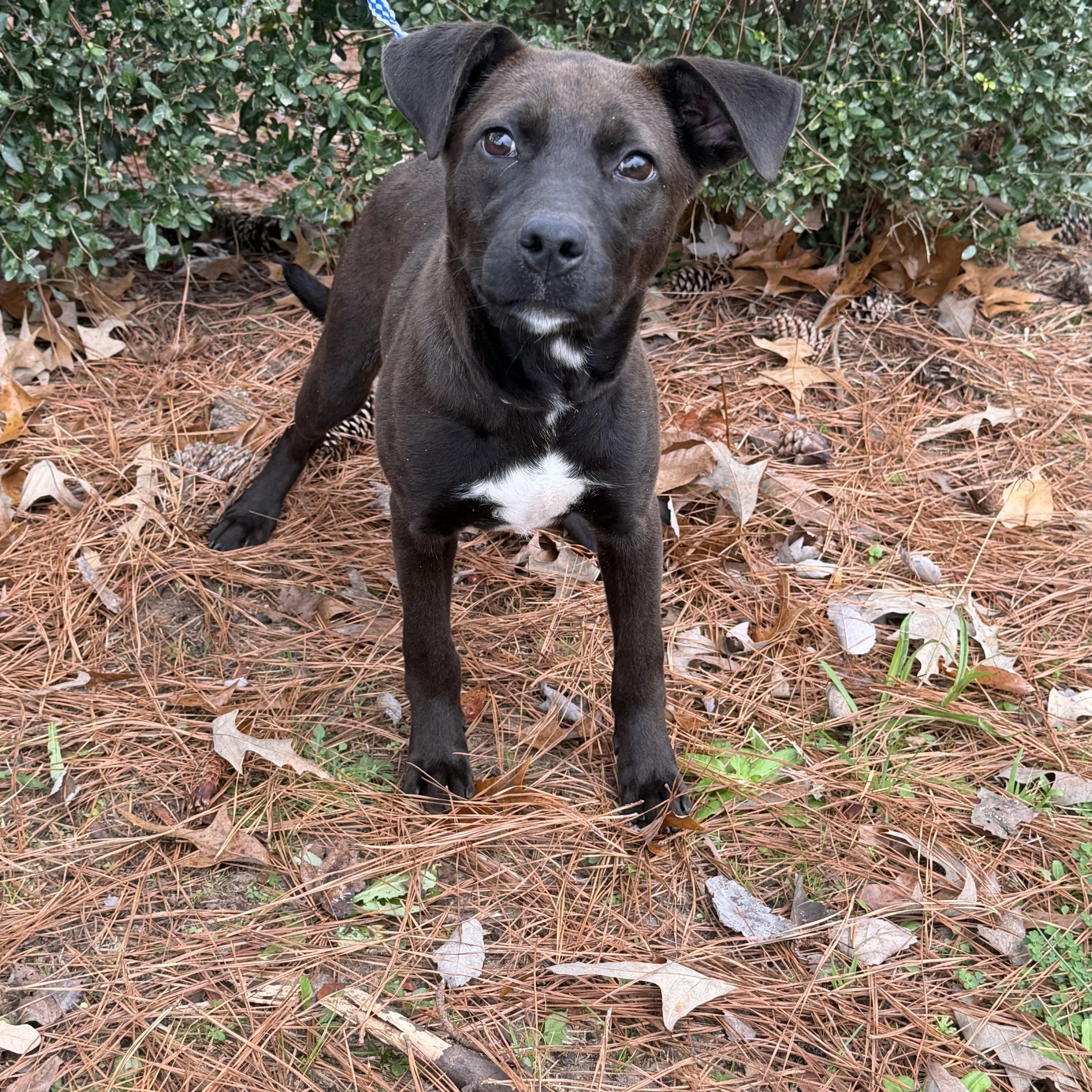 Enlarge Poppy, a Adoptable mixed breed in Davenport, IA image 3/5