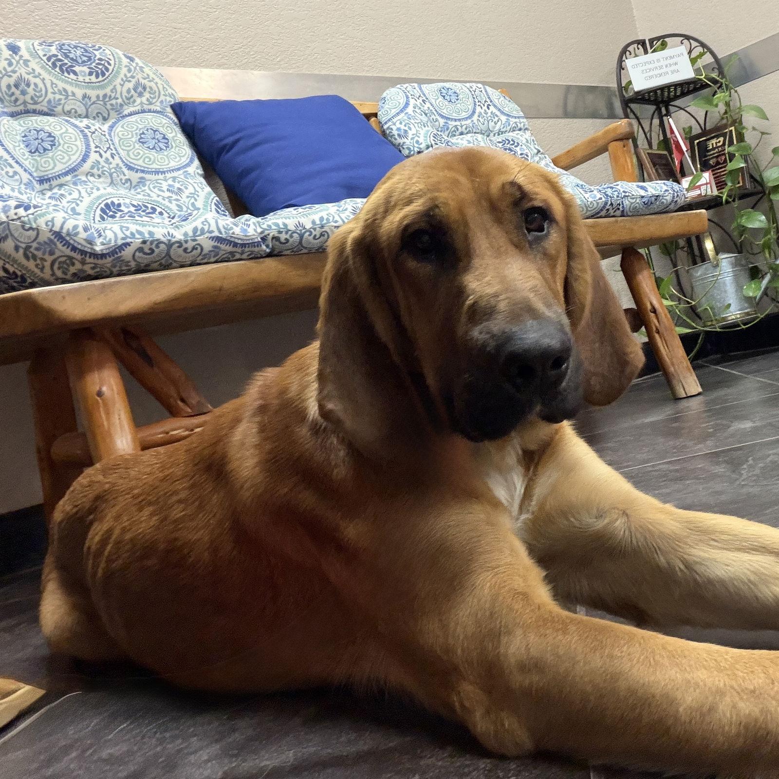 Enlarge Edgar, a Adoptable Redbone Coonhound in Denton, TX image 1/3
