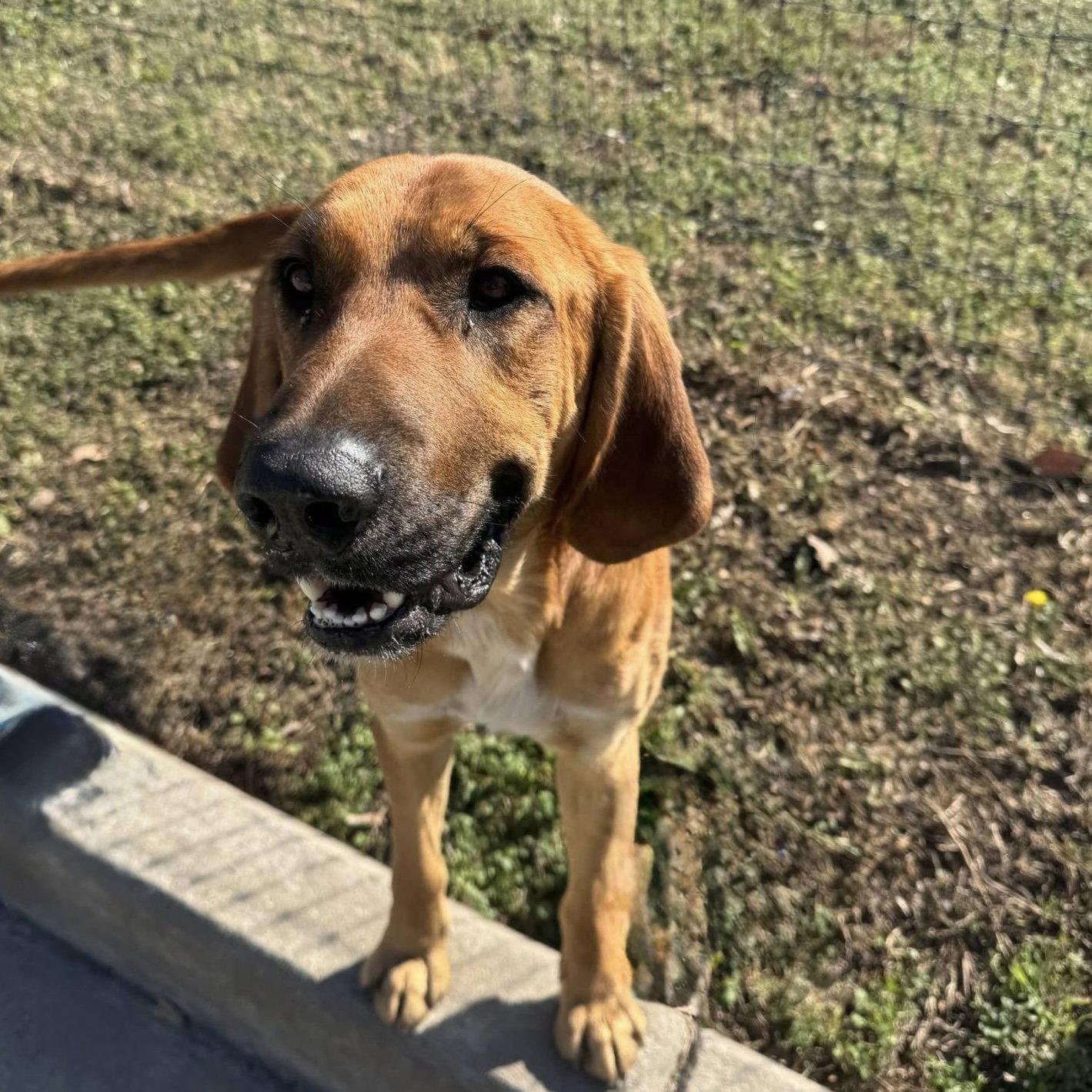 Enlarge Edgar, a Adoptable mixed breed in Denton, TX image 2/3